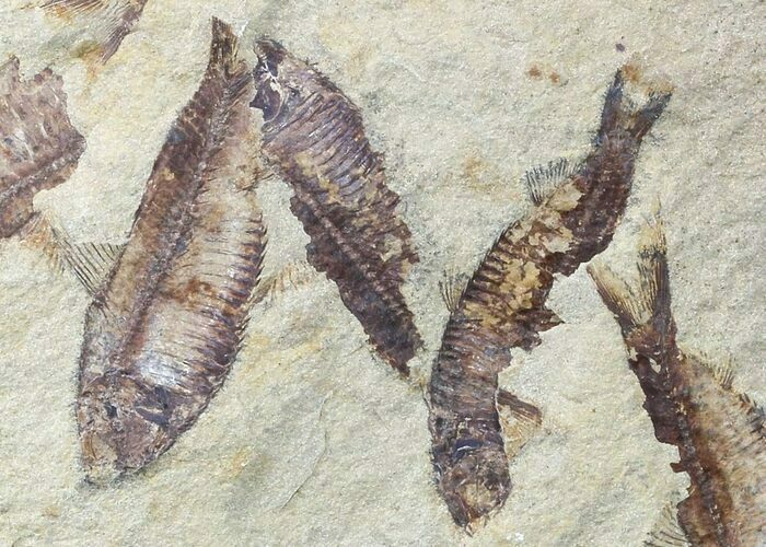 Fossil Fish (Gosiutichthys) Multiple Plate - Lake Gosiute #56774